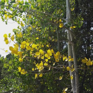 The light is different, there is a slight chill in the air and a few Aspens are getting ready for fall. #fallisaroundthecorner #colorado #bedandbreakfast #visitcolorado #mancoscolorado #visit mancos #colorchange